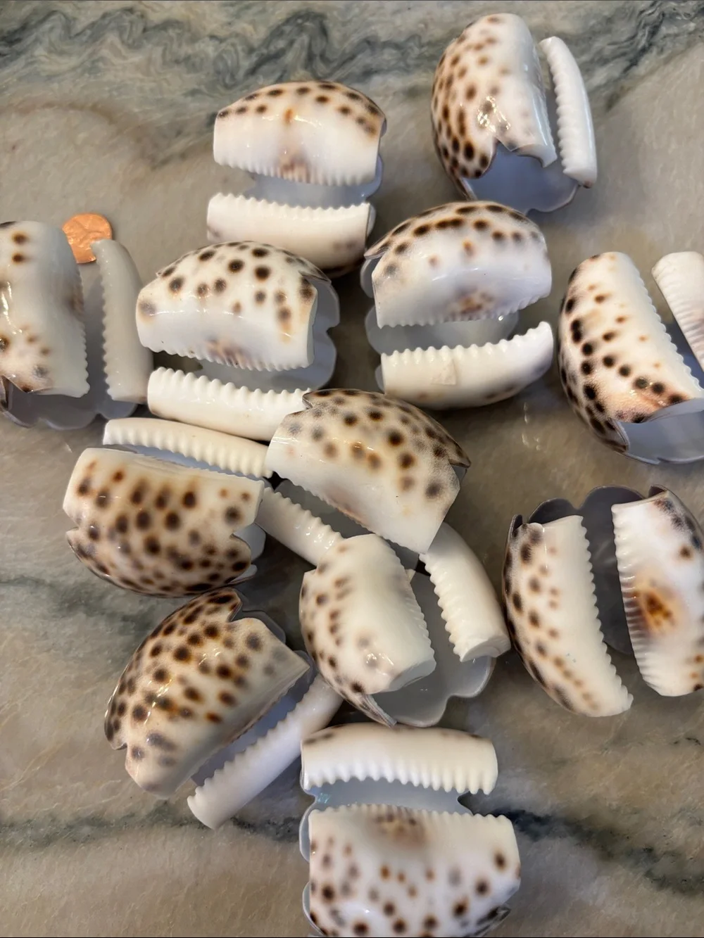 Set Of 12 tiger  Leopard Cowrie Shell Starburst Hand Carved Napkin Rings